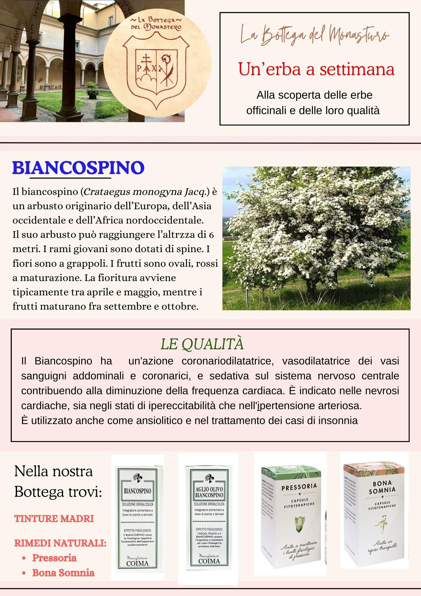 Biancospino