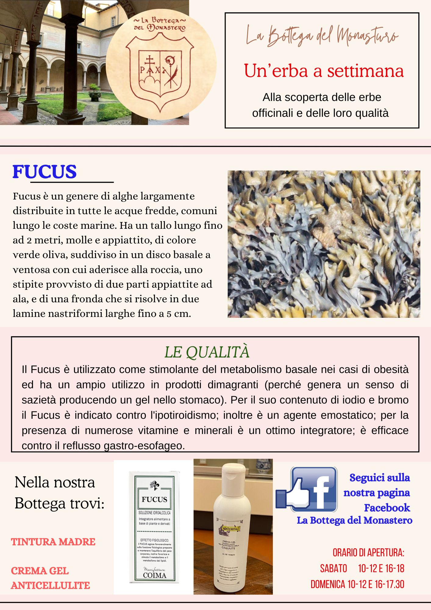 Fucus.jpg