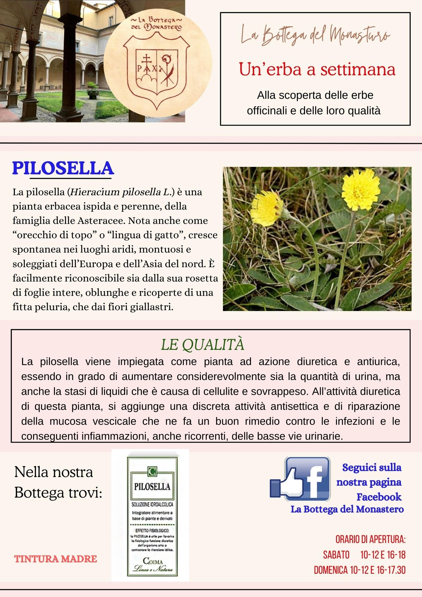Pilosella