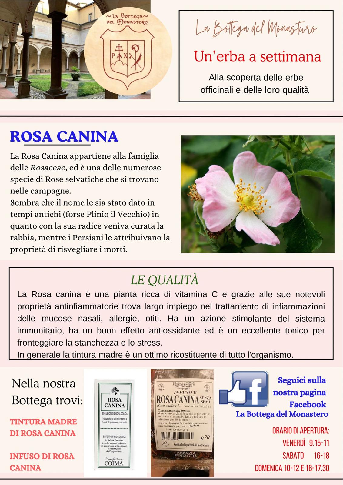 ROSA CANICA