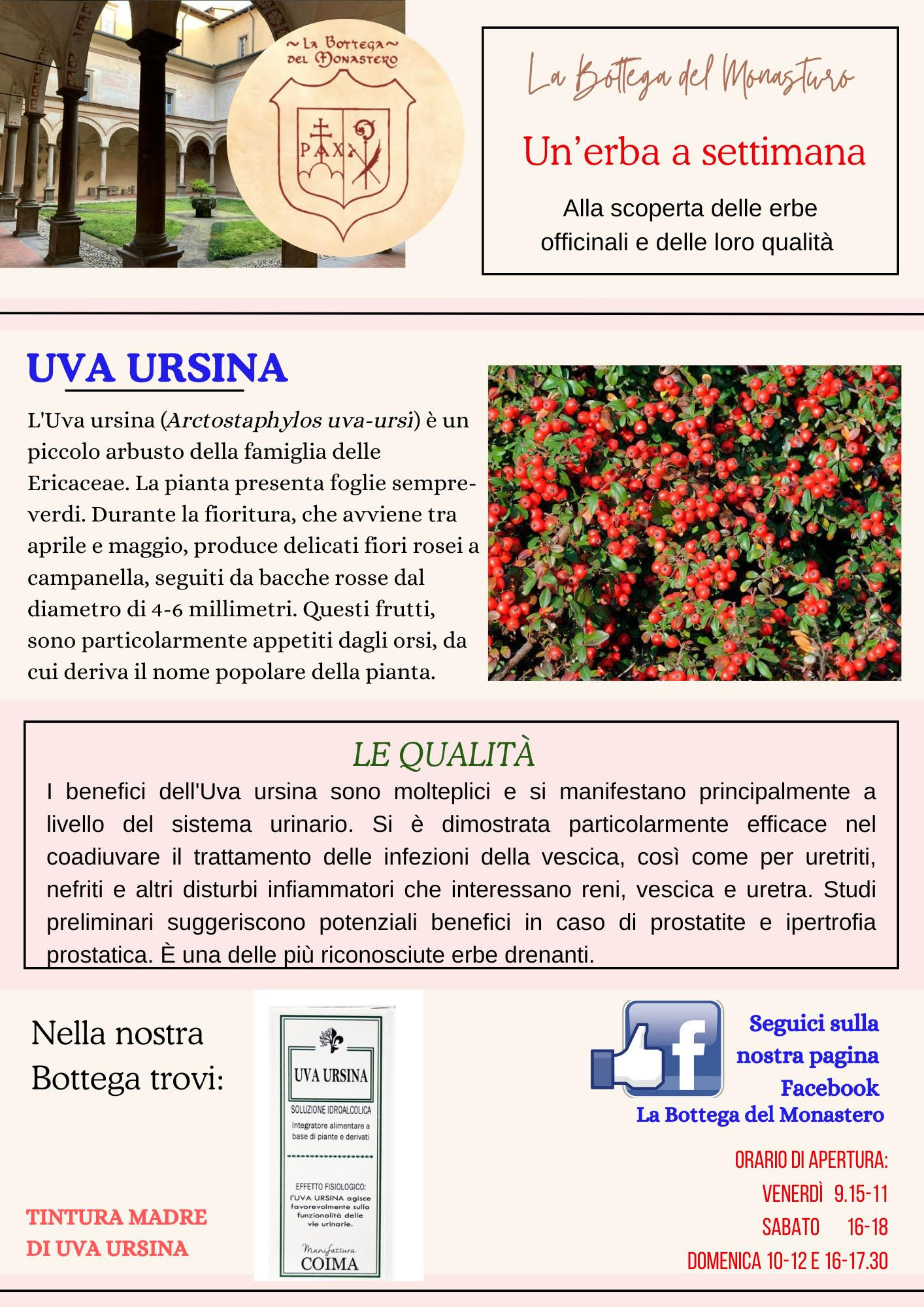 Uva Ursina